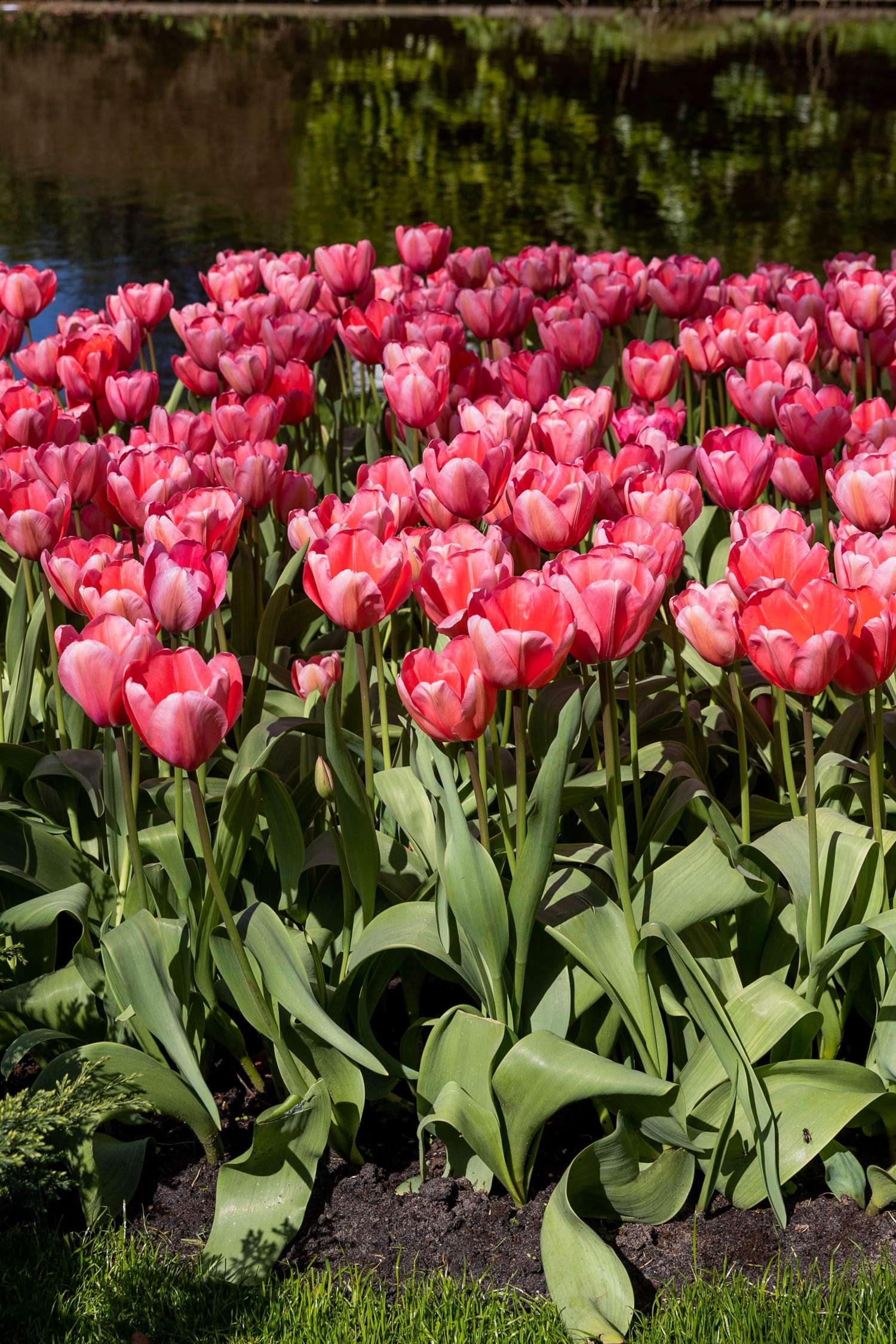 Tulppaani 'Pink Impression'